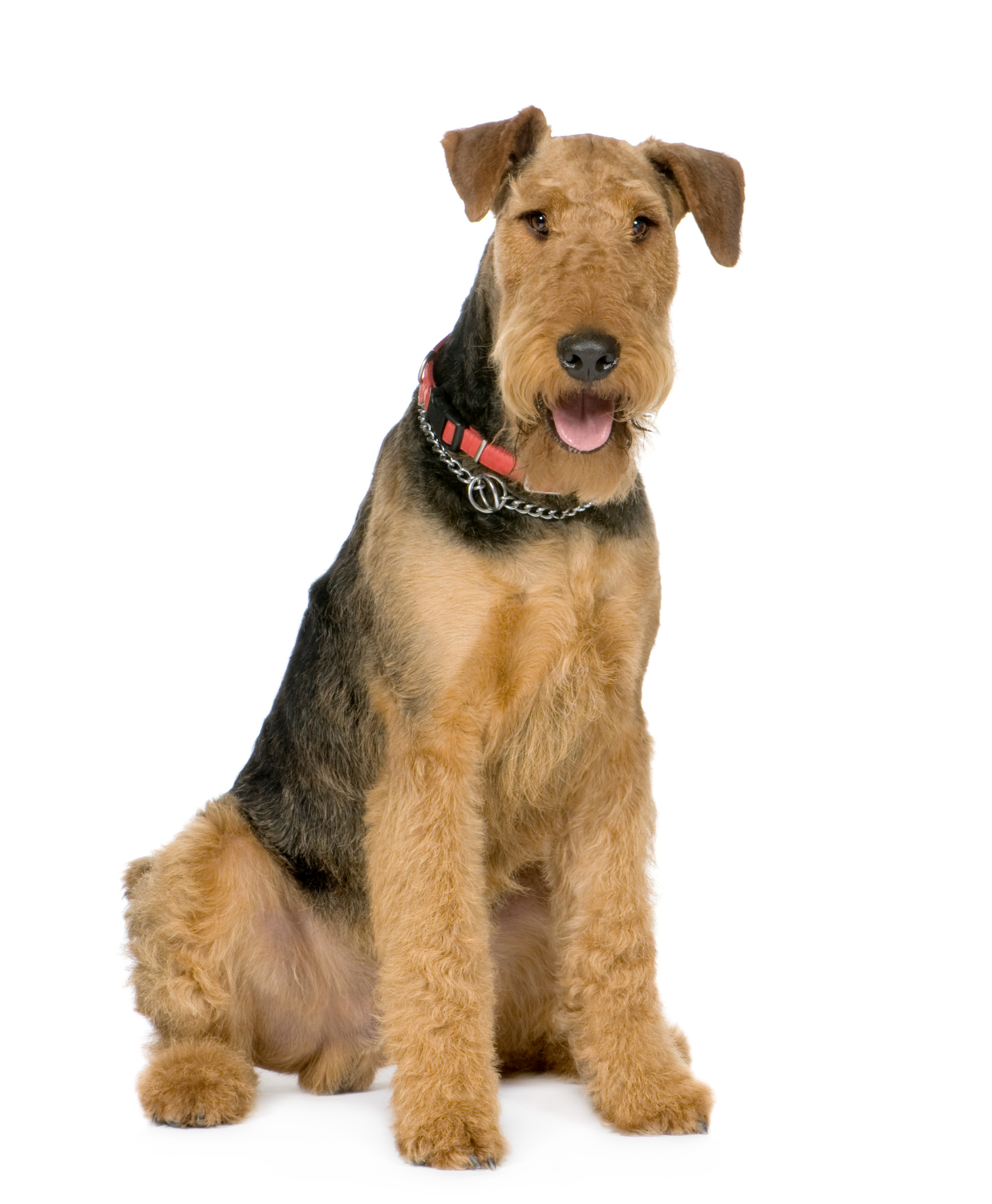 Airedale terrier – opis rasy