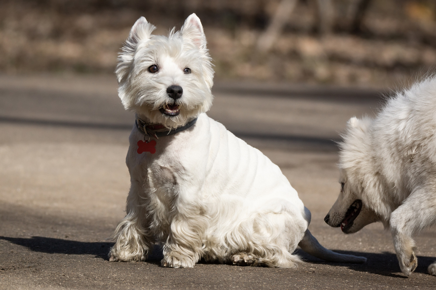 Którą rasę wybrać – west highland white terrier czy beagle