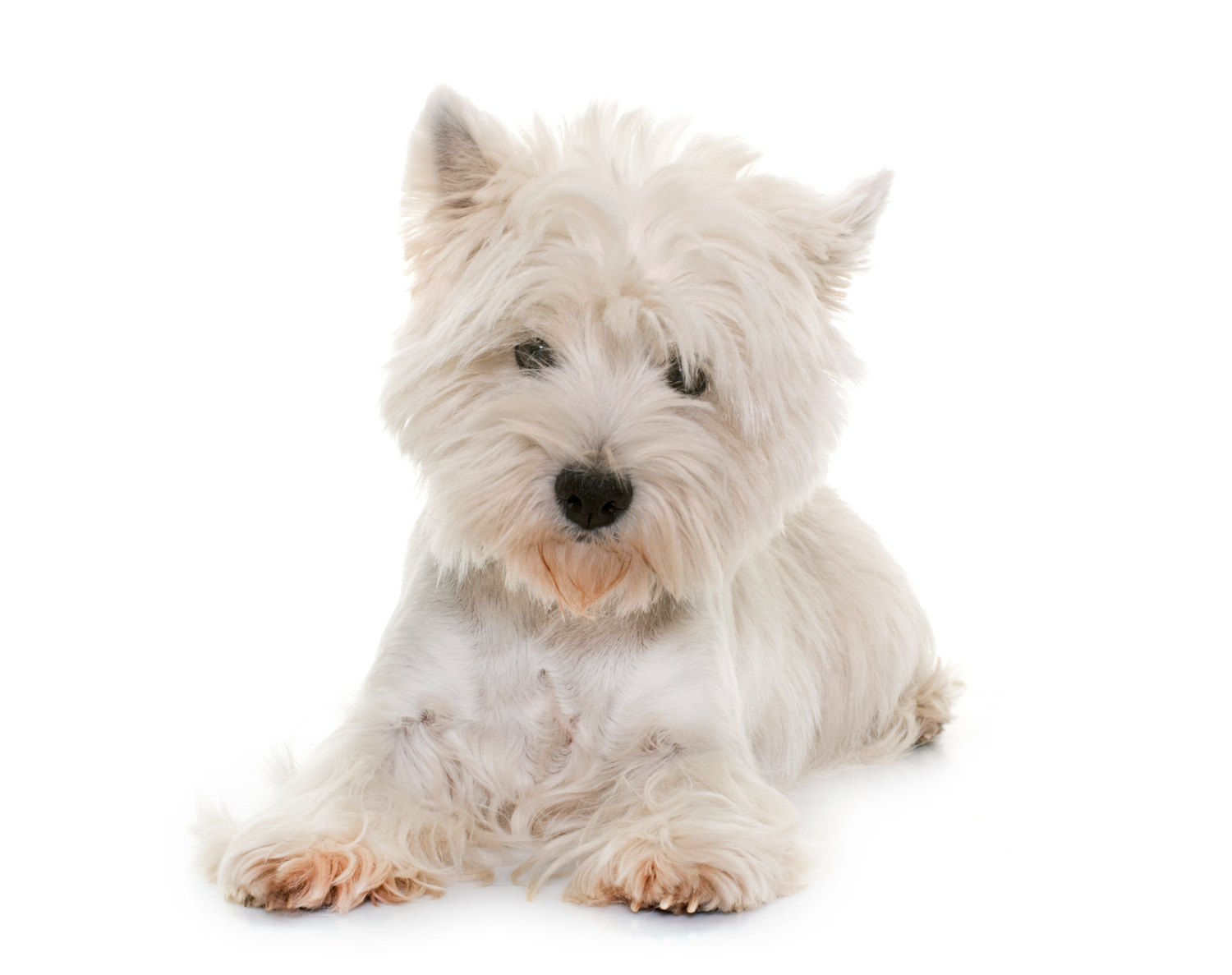 Którą rasę wybrać – west highland white terrier czy scottish terrier