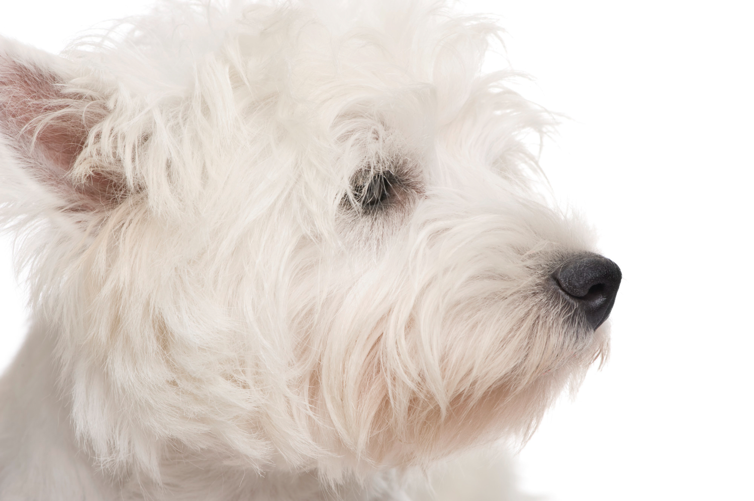 Którą rasę wybrać - west highland white terrier czy maltańczyk