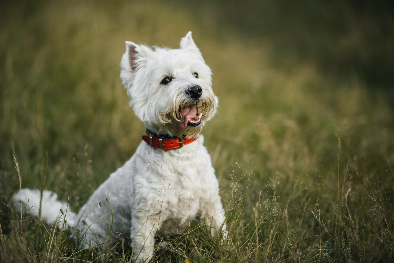 Strzyżenie west highland white terriera