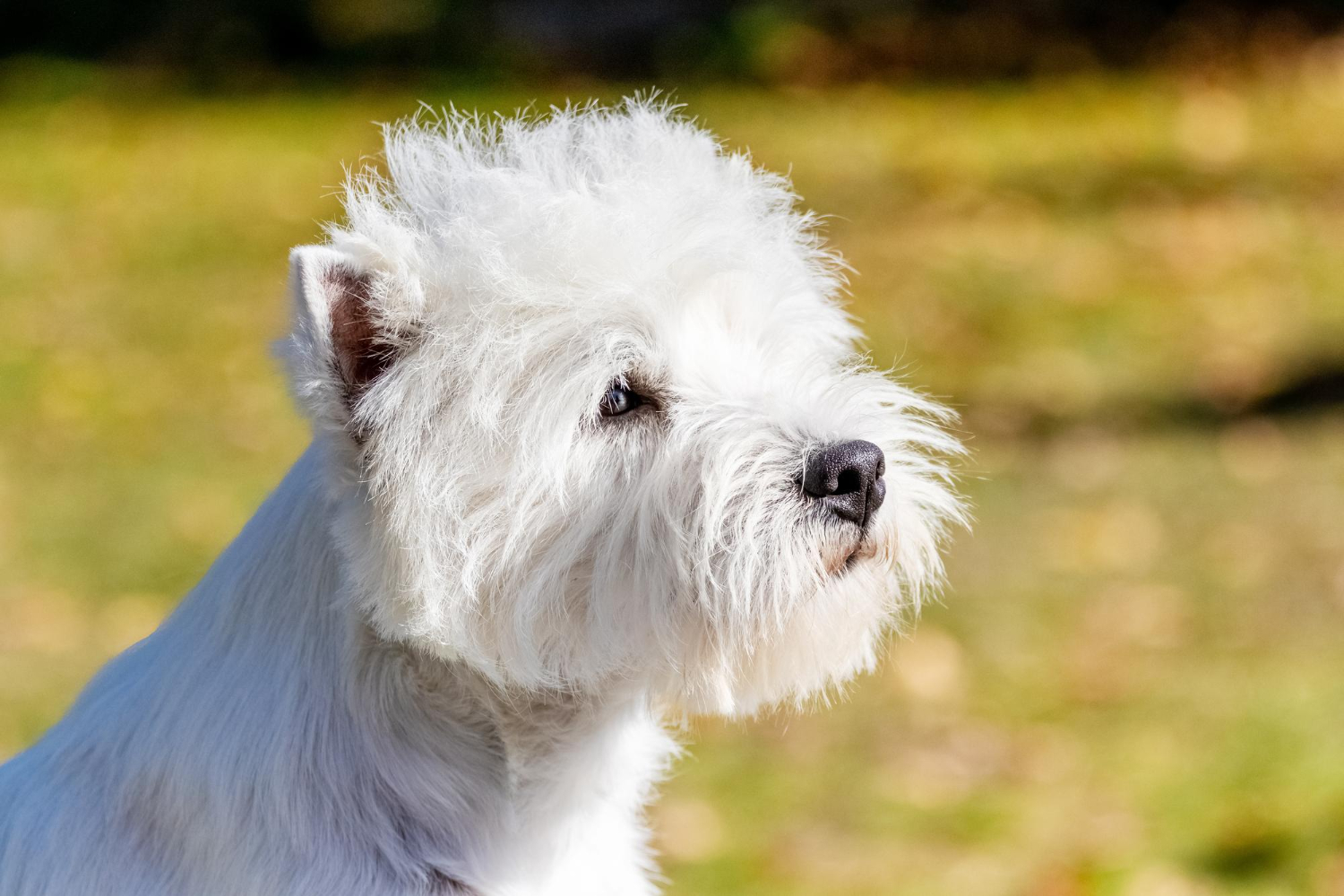 West highland white terrier - pielęgnacja sierści.