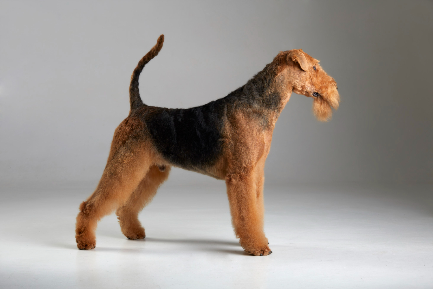 Airedale terrier choroby