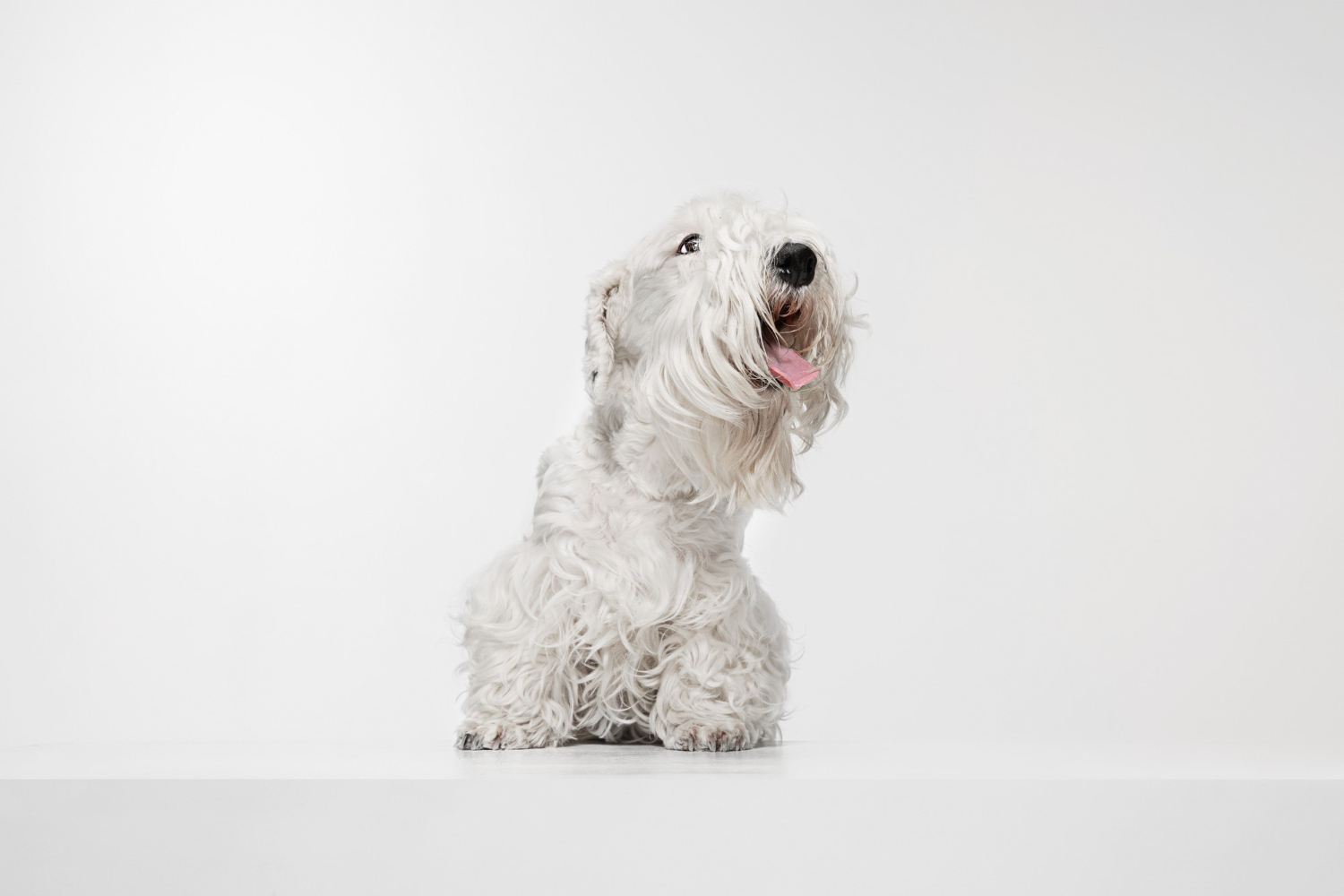 West highland white terrier - choroby