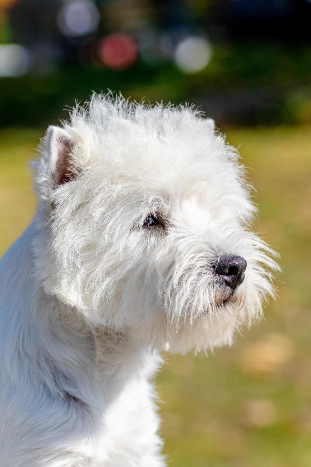 Jak często kąpać west highland white terriera?