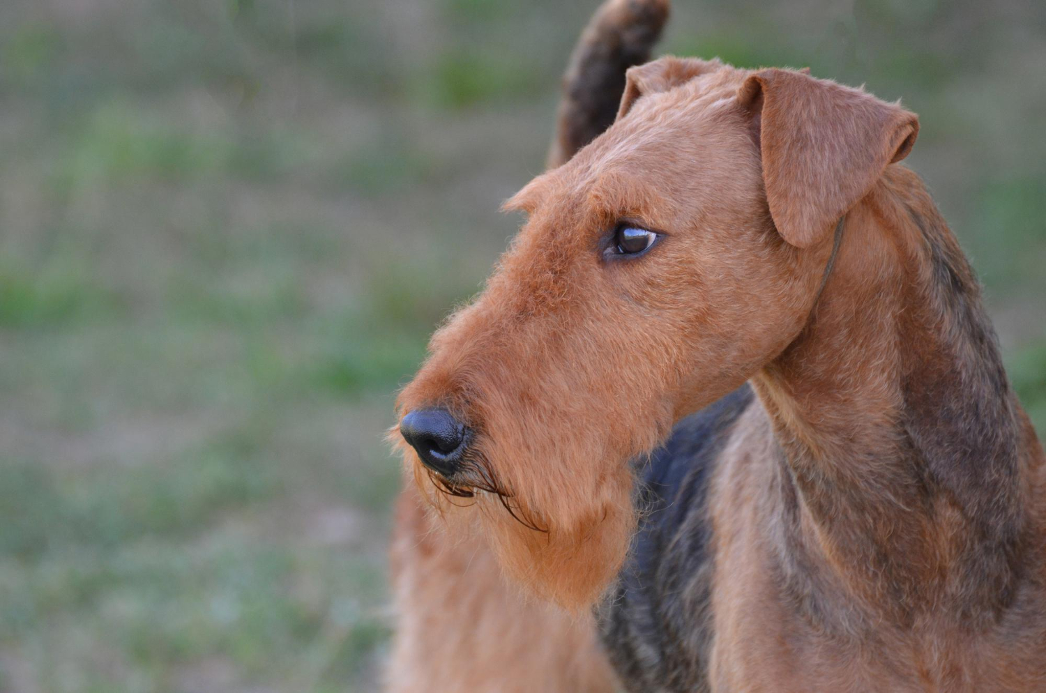 Airedale terrier miniatura opis rasy