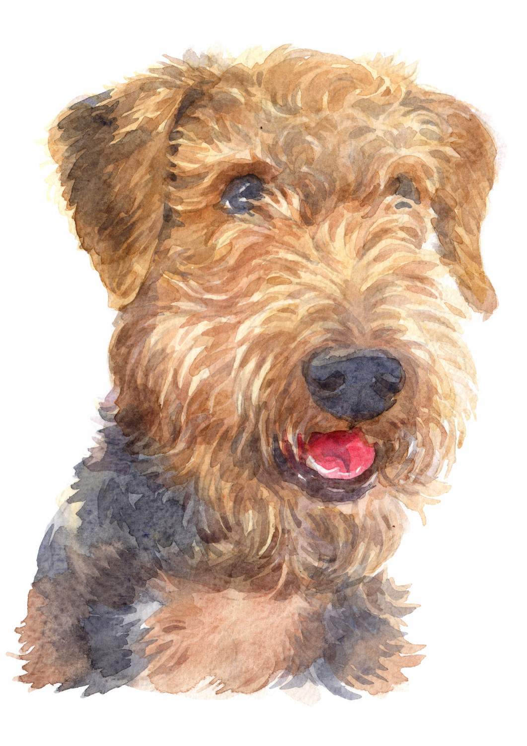 Airedale terrier suka czy pies
