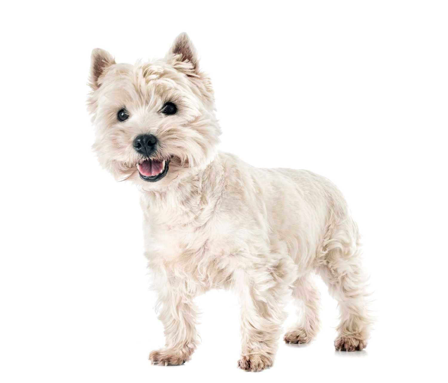 West highland white terrier - opis rasy.
