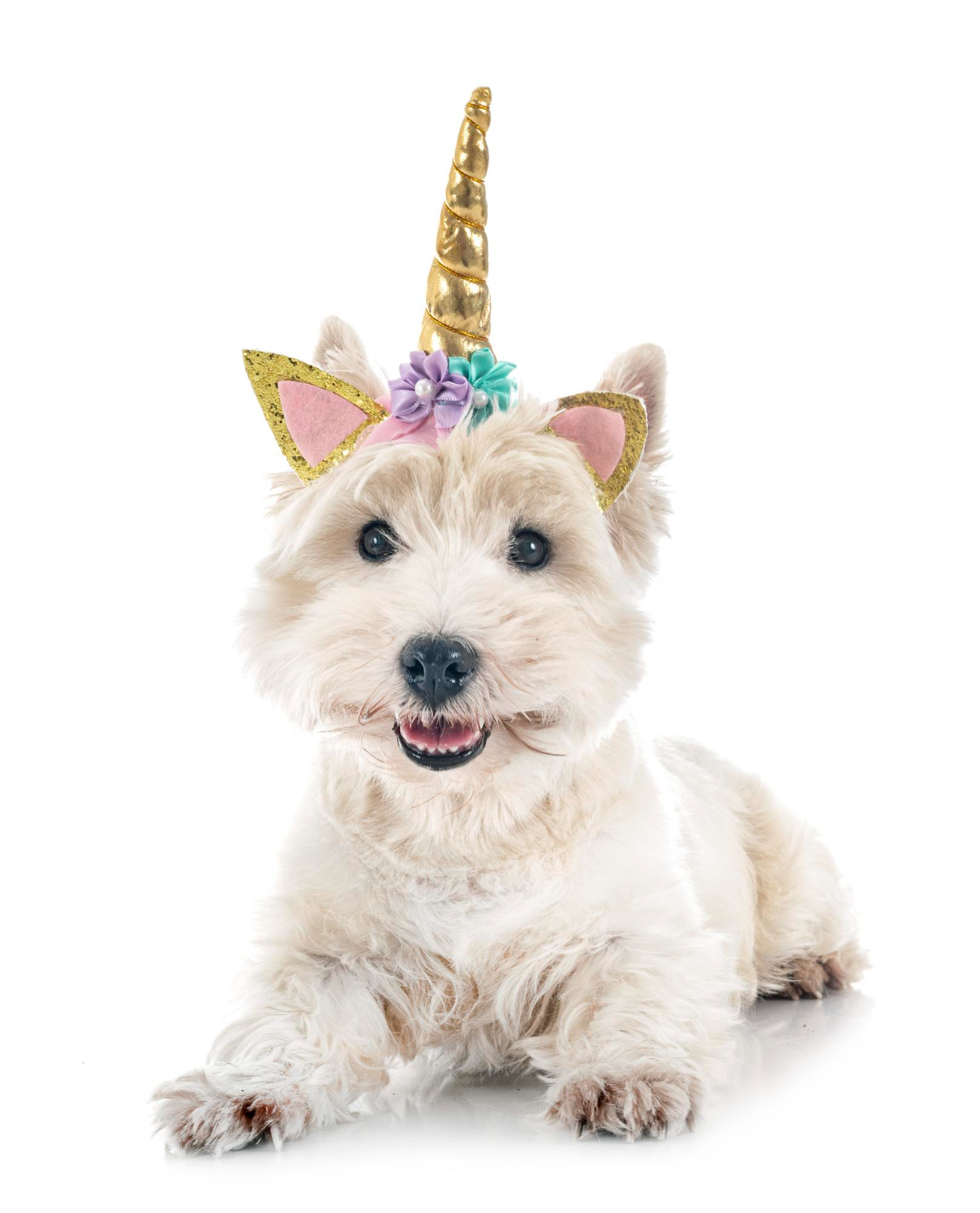 West highland white terrier - choroby