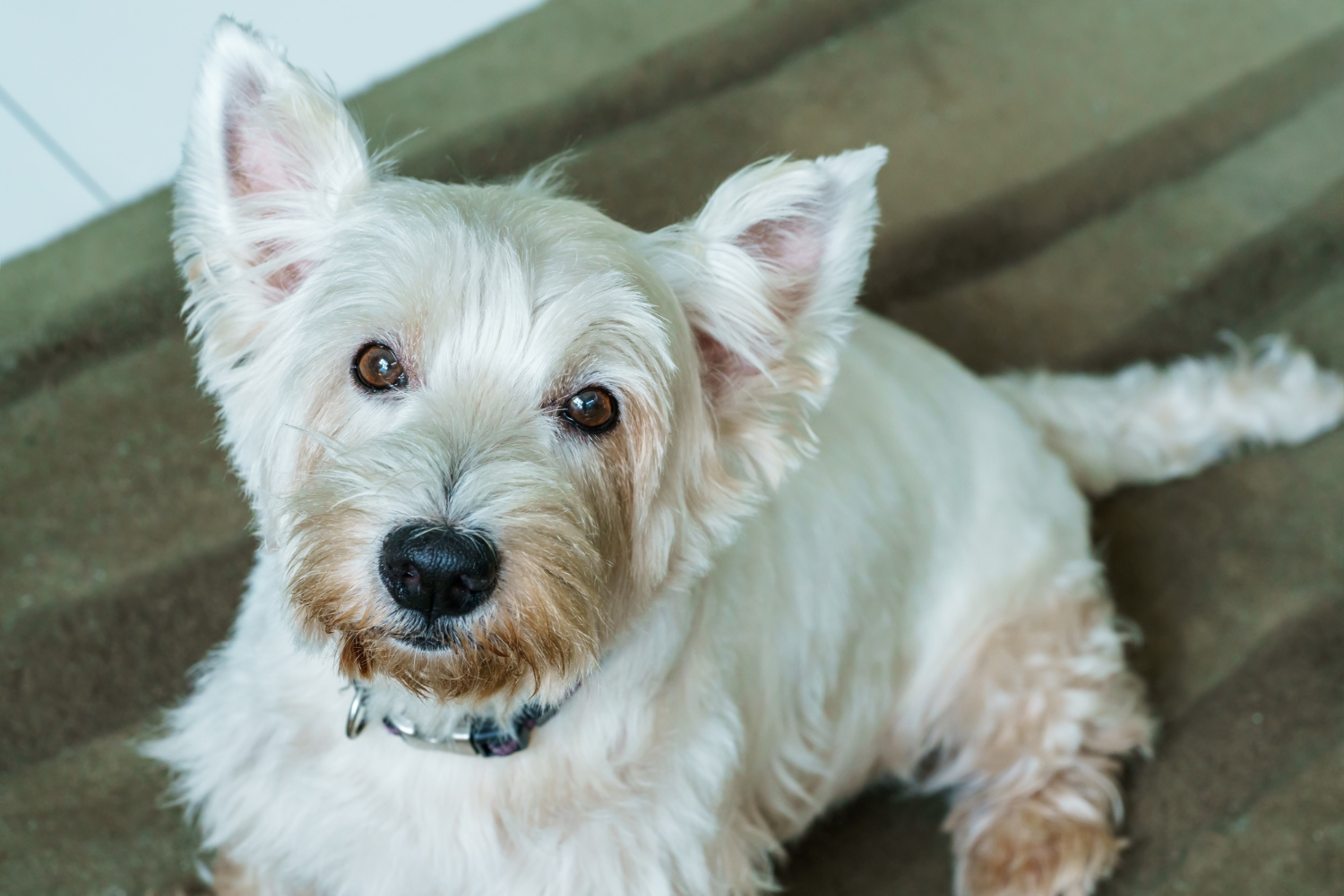 Którą rasę wybrać - west highland white terrier czy jack russell terrier
