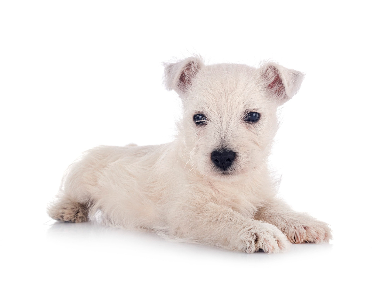 Pielęgnacja uszu west highland white terriera
