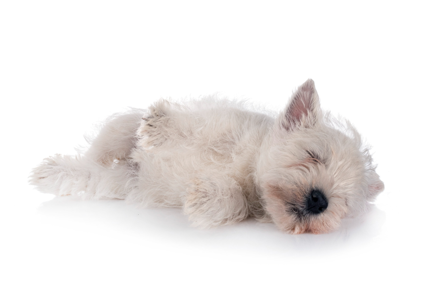 Co zrobić gdy west highland white terrier szczeka w nocy?