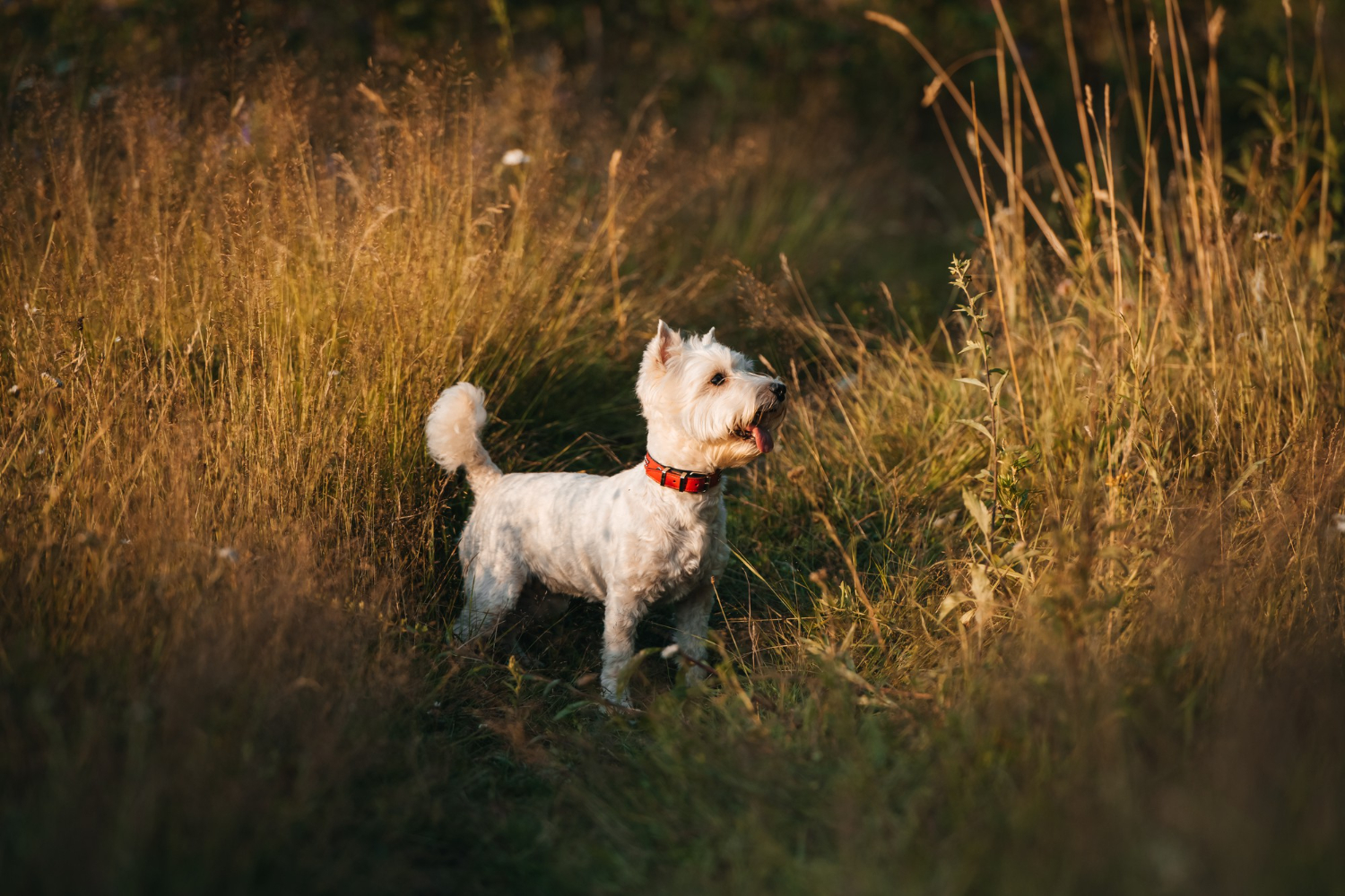 West highland white terrier - pielęgnacja łap