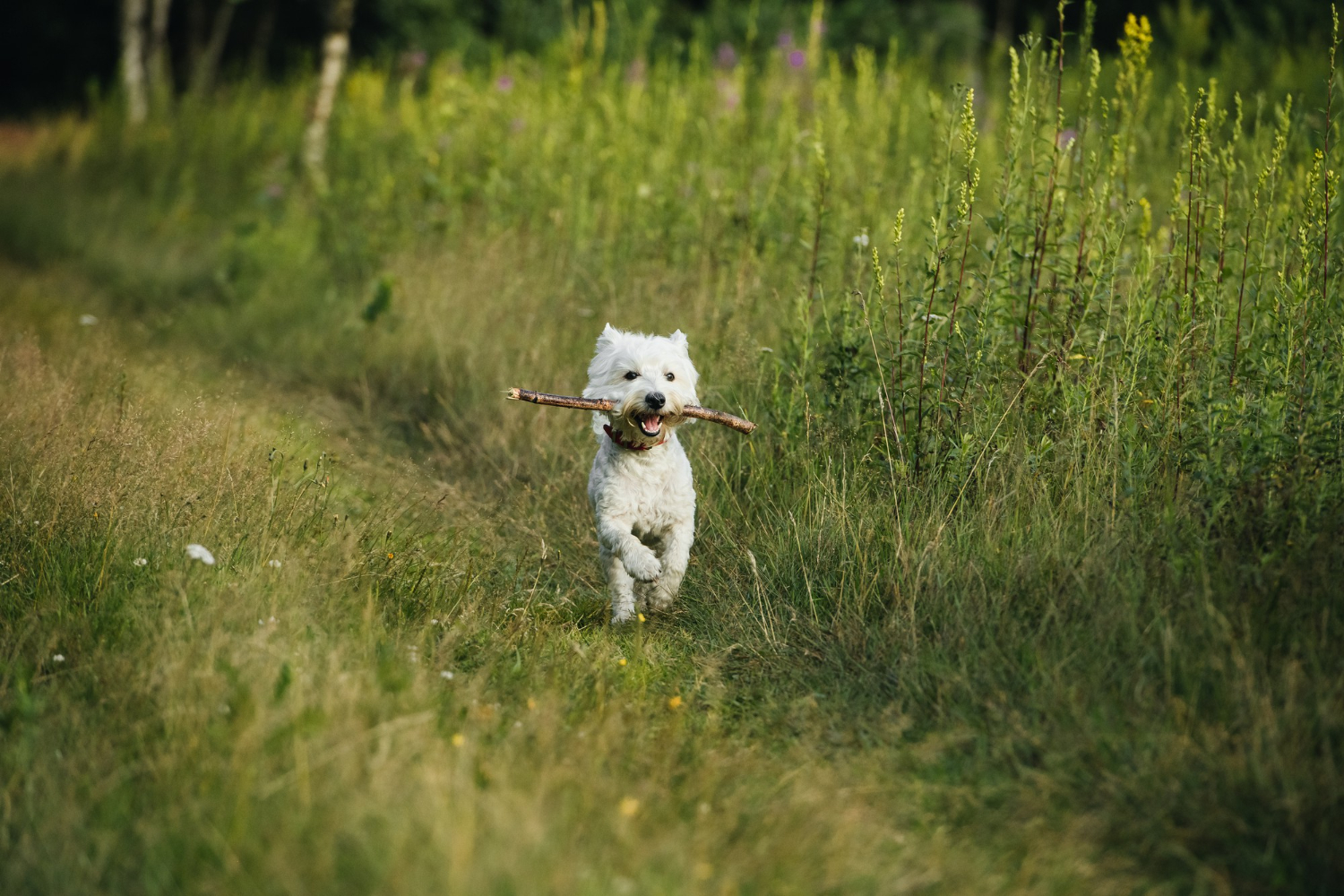 West highland white terrier - suka czy pies?